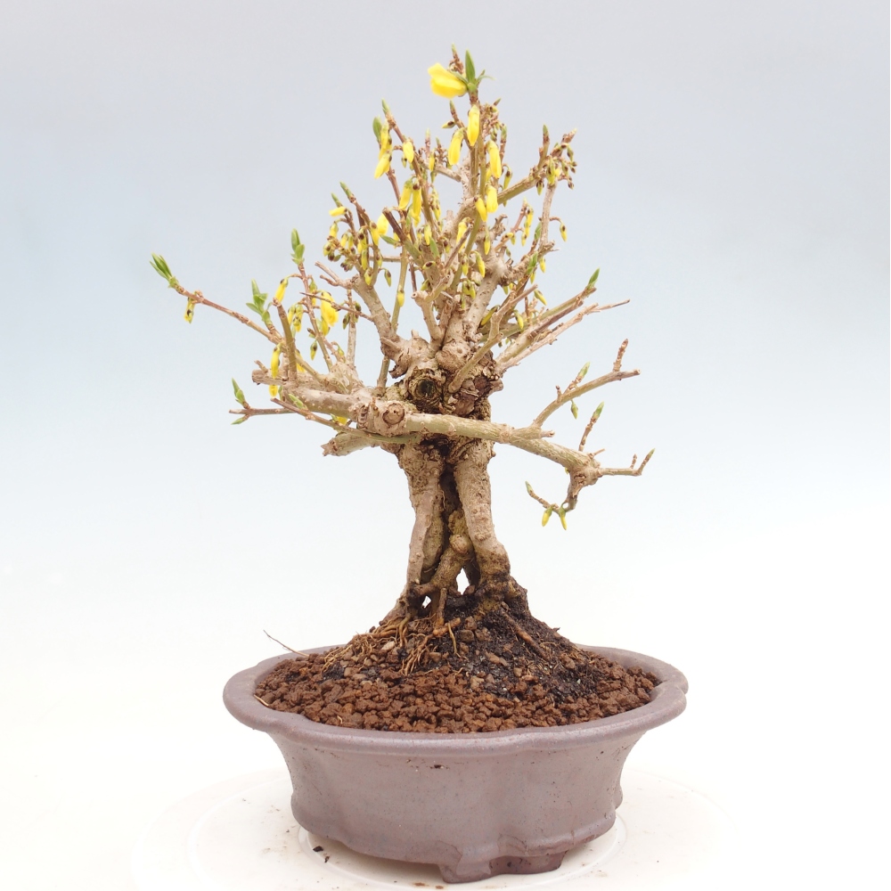 Outdoor bonsai - Zlatice - Forsythia koreana