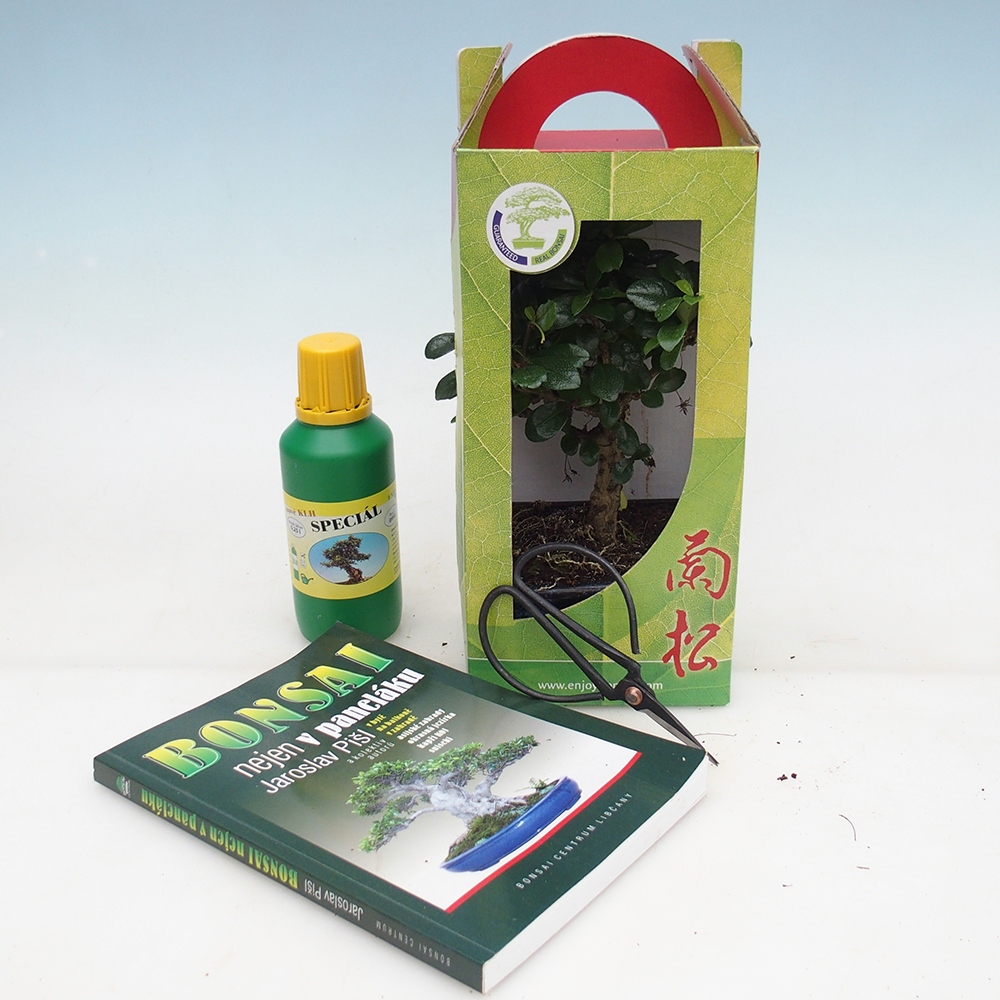 Room bonsai in gift box Carmona microphylla - Tea fuki