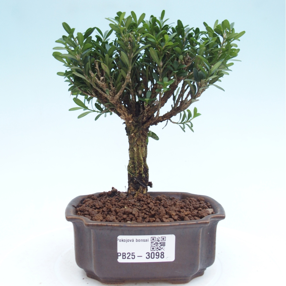 Room Bonsai - Buxus harlandii - Cork boxwood