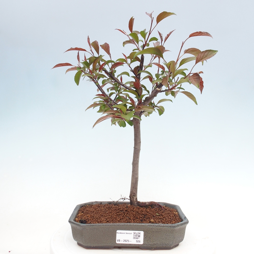 Outdoor bonsai - Malus domestica - Small-fruited red-leaved apple tree