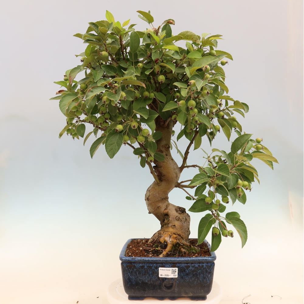 Outdoor bonsai -Malus halliana - Small-fruited apple tree