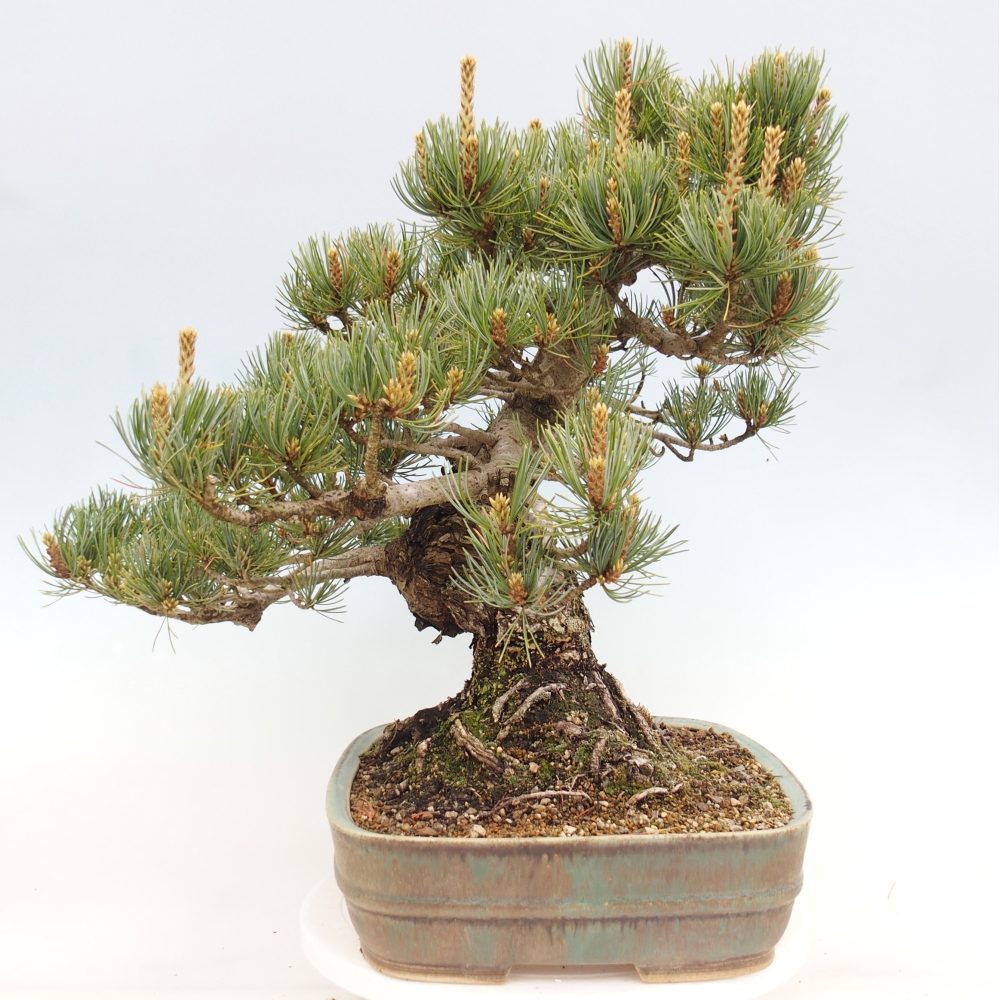 Outdoor bonsai - Pinus parviflora - Pinus parviflora
