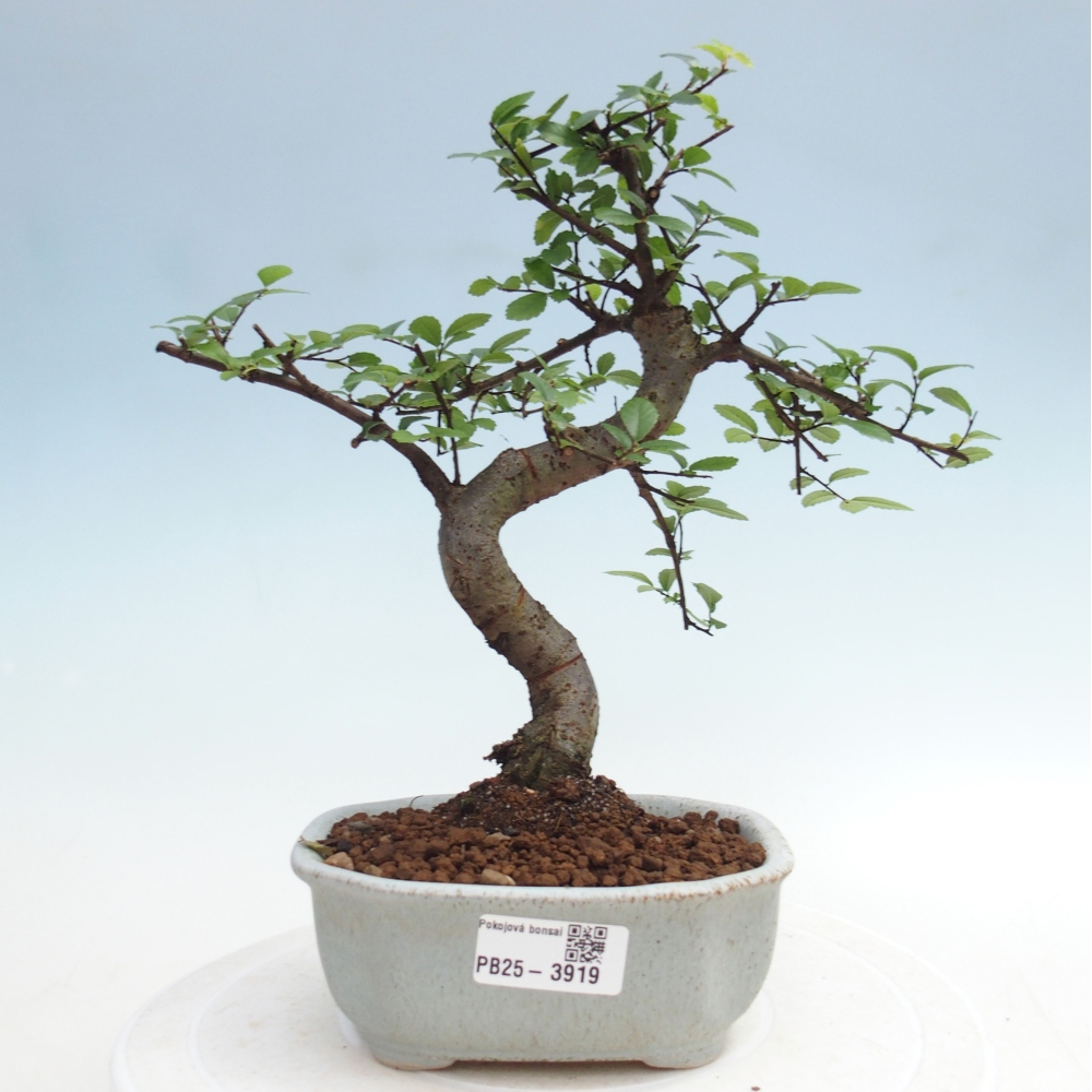 Room bonsai - Ulmus parvifolia - Small-leaved elm