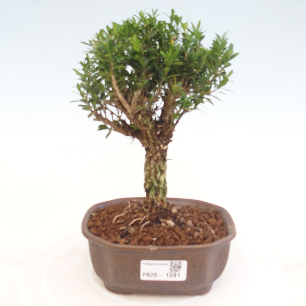 Room bonsai - Buxus harlandii - cork buxus