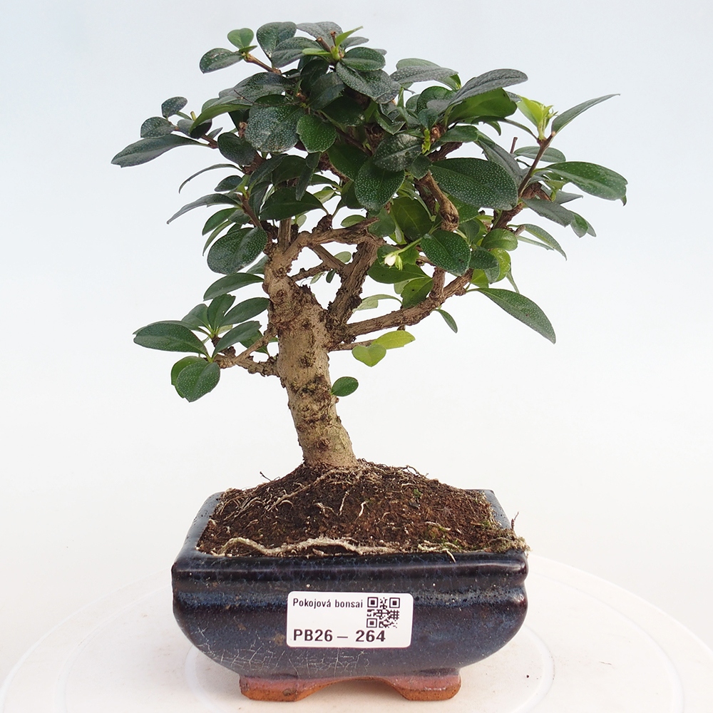 Room bonsai - Carmona macrophylla - Tea fuki