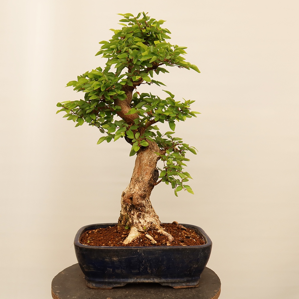 Outdoor bonsai - Carpinus Coreana - Korean hornbeam