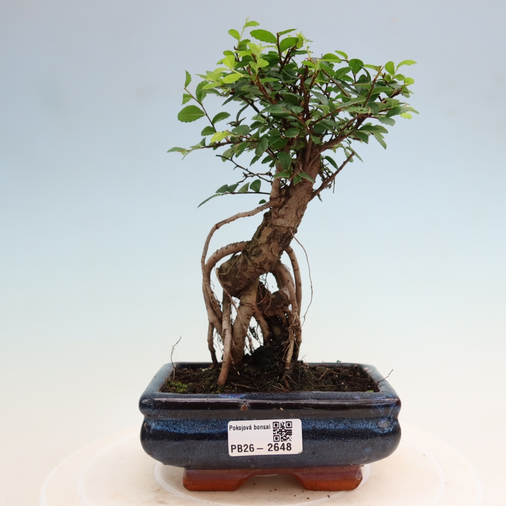 Room bonsai - Ulmus parvifolia - Small-leaved elm