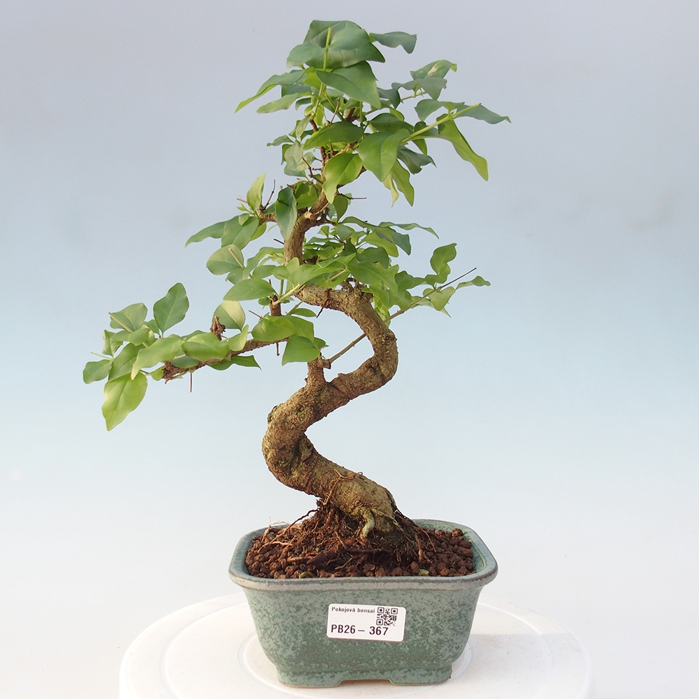 Room bonsai -Ligustrum chinensis - Birds Beak