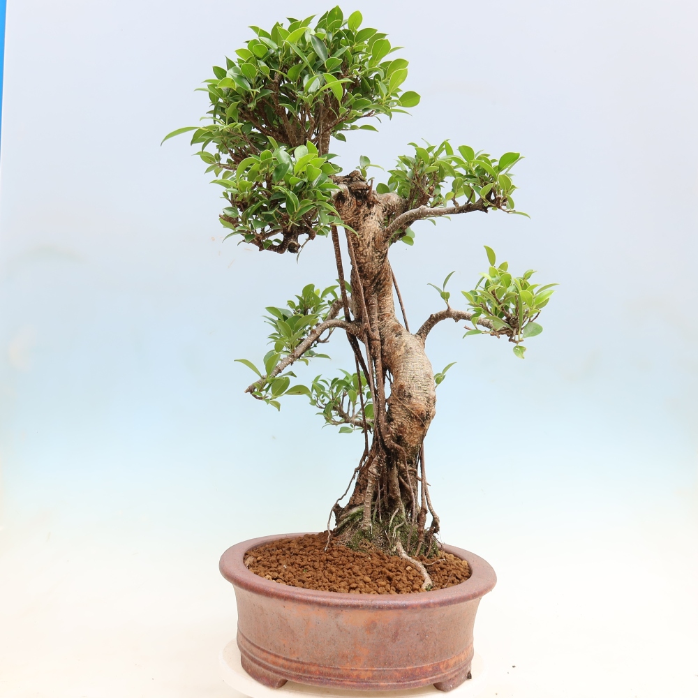 Room bonsai - Ficus kimmen - small-leaved ficus