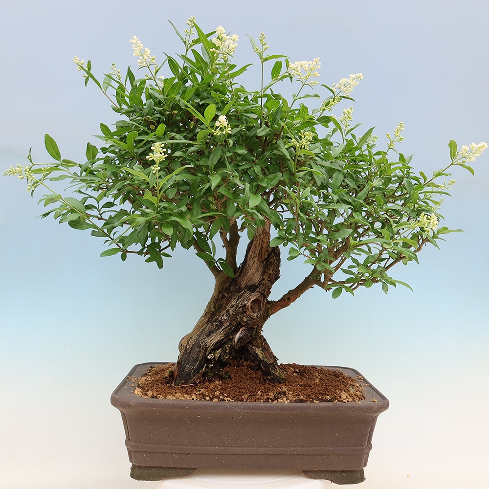 Outdoor bonsai - Ligustrum vulgare - Birds Beak