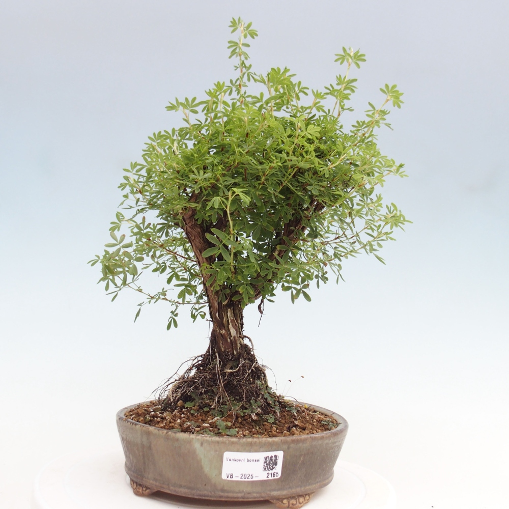 Outdoor bonsai-Cinquefoil - Potentila fruticosa yellow Bird