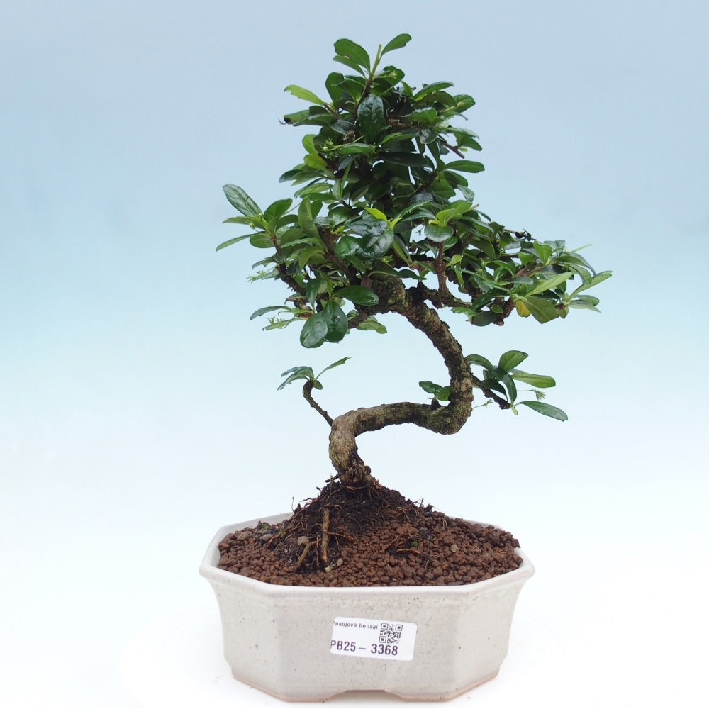 Room bonsai - Carmona macrophylla - Tea fuki