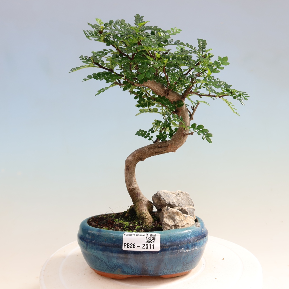 Room bonsai - Zantoxylum piperitum - pepper tree