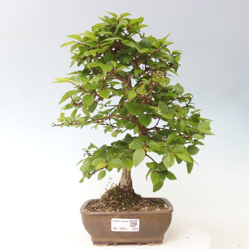 Outdoor bonsai -Carpinus CARPINOIDES - Korean Hornbeam