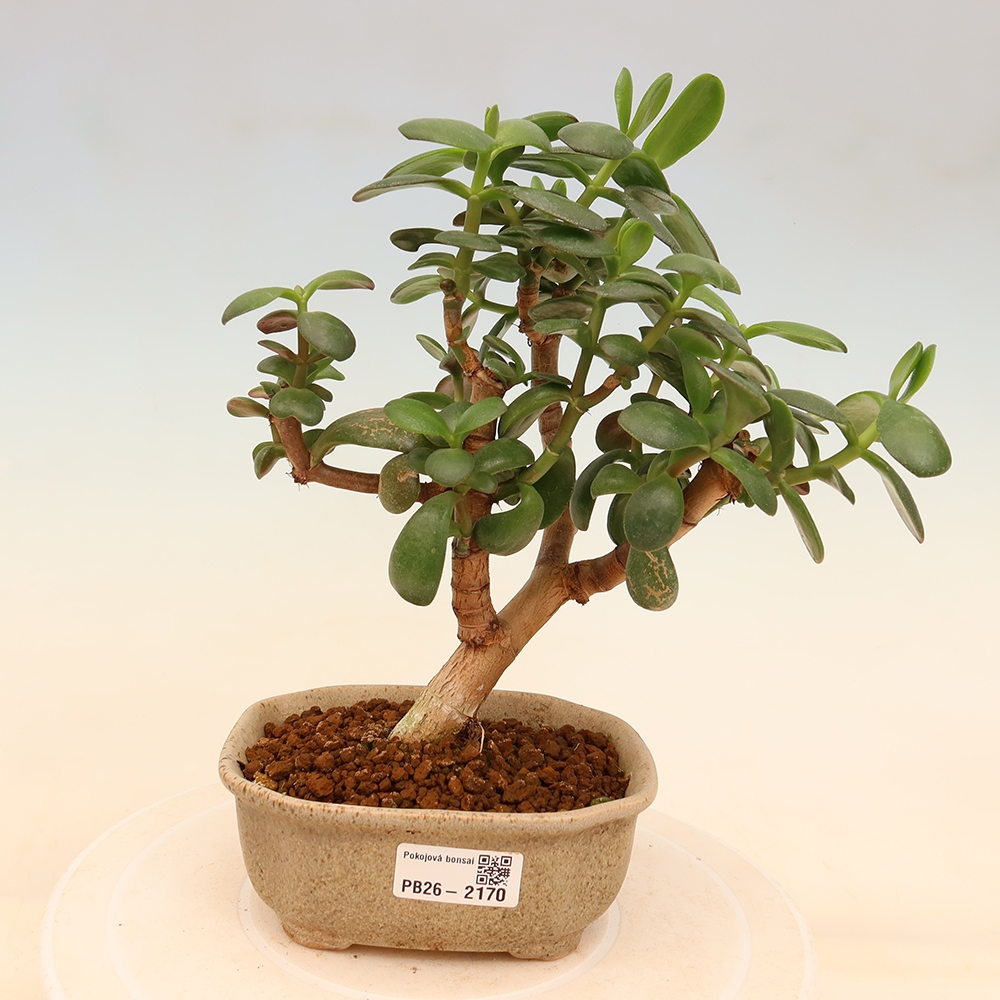 Room bonsai - Portulakaria Afra - Tlustice