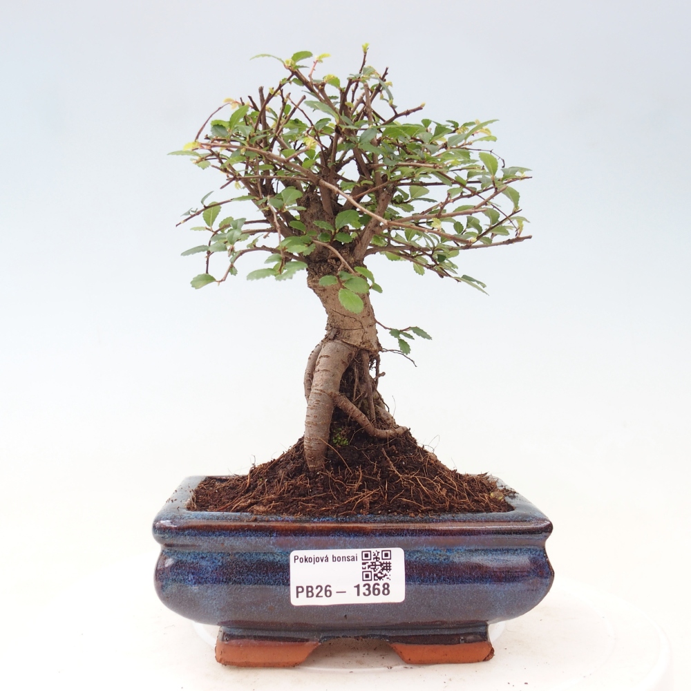 Room bonsai - Ulmus parvifolia - Small-leaved elm