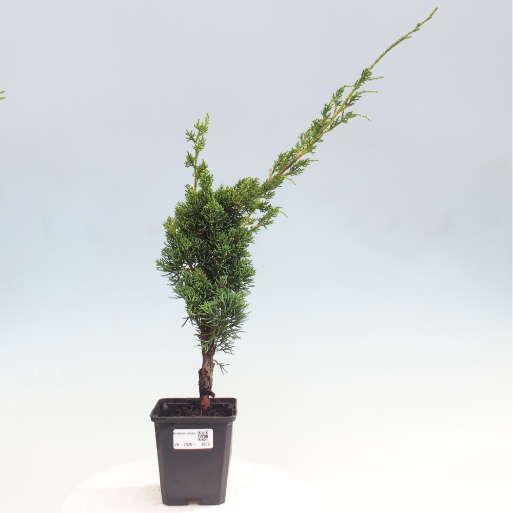 Outdoor bonsai - Juniperus chinensis Kishu