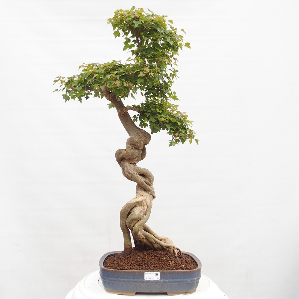 Outdoor bonsai - Maple Buergerianum - Burger Maple