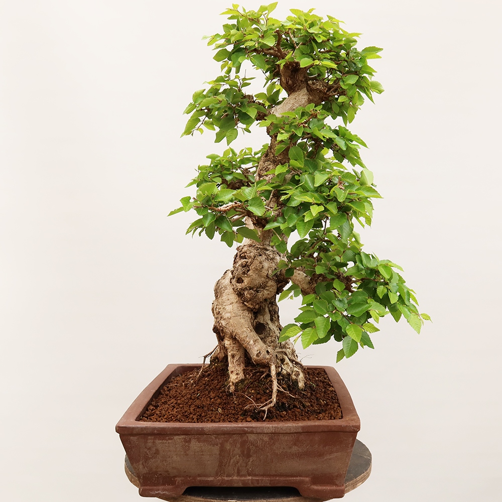 Outdoor bonsai - Carpinus Coreana - Korean hornbeam