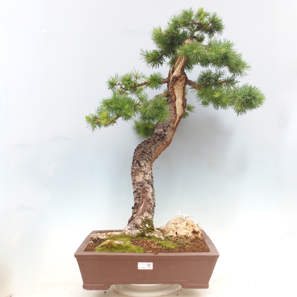 Outdoor bonsai -Larix decidua - Larch