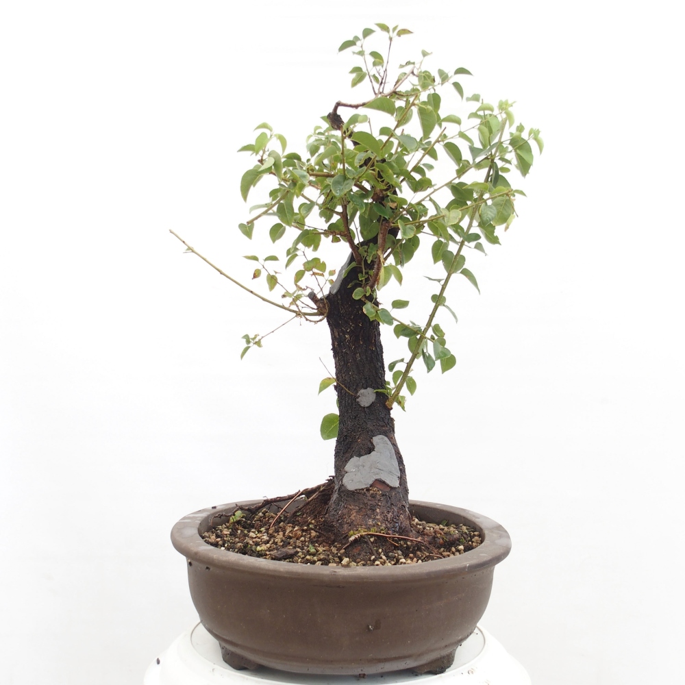 Outdoor bonsai - Mahalebka - Prunus mahaleb