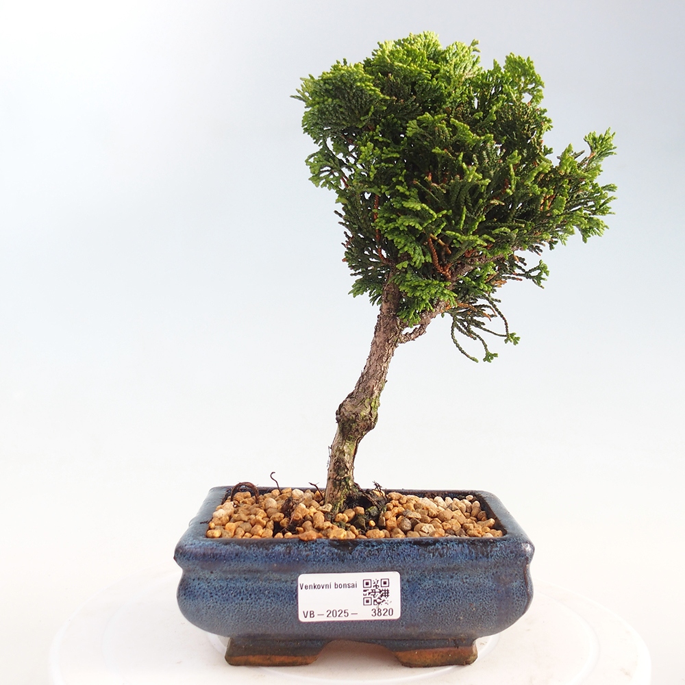 Outdoor bonsai - Cham.pis obtusa Nana Gracilis - Cypress