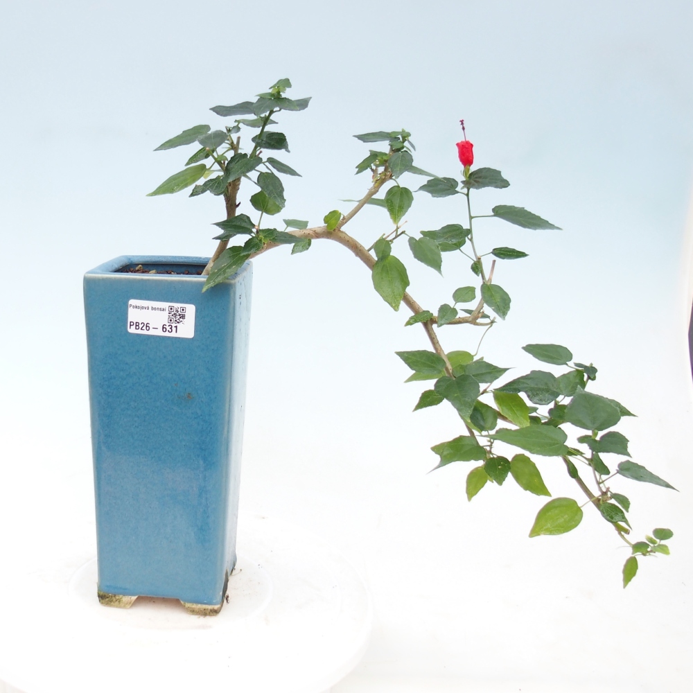 Indoor bonsai - Malvaviscus arboreus
