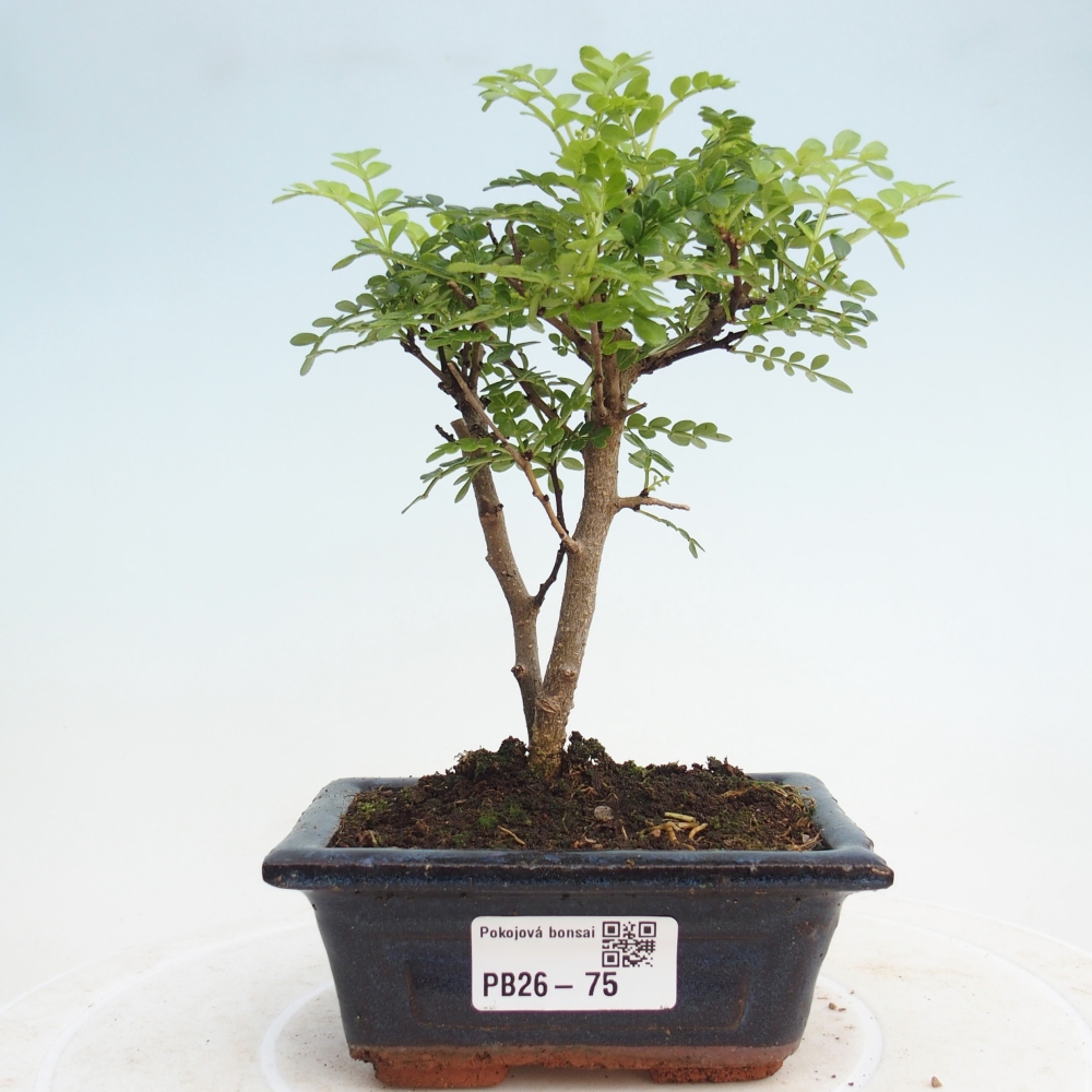 Room bonsai - Zantoxylum piperitum - pepper tree