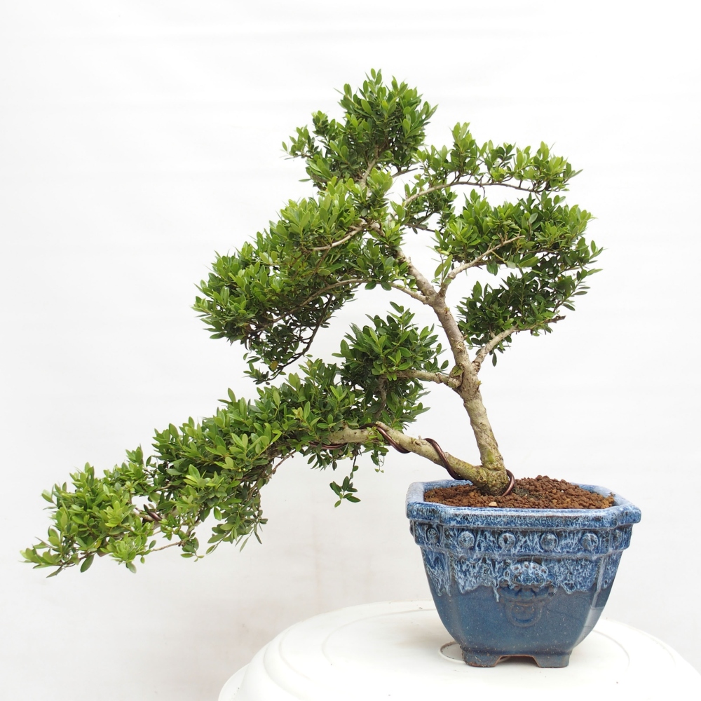 Indoor bonsai - Ilex crenata - Holly
