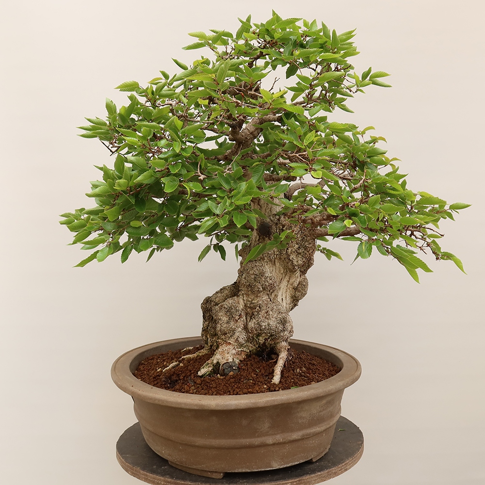 Outdoor bonsai - Carpinus Coreana - Korean hornbeam