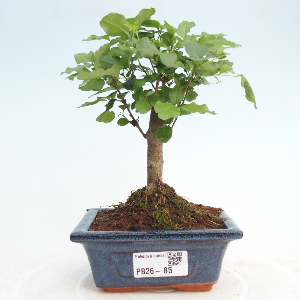 Room bonsai -Ligustrum chinensis - Birds Beak