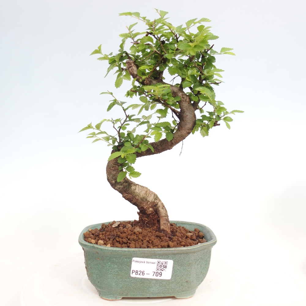 Room bonsai - Ulmus parvifolia - Small-leaved elm