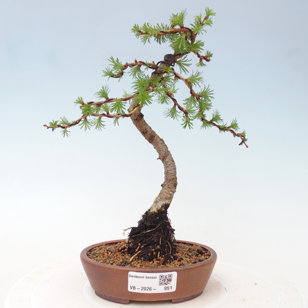 Outdoor bonsai - Larix Kaempferi - Japanese Larch