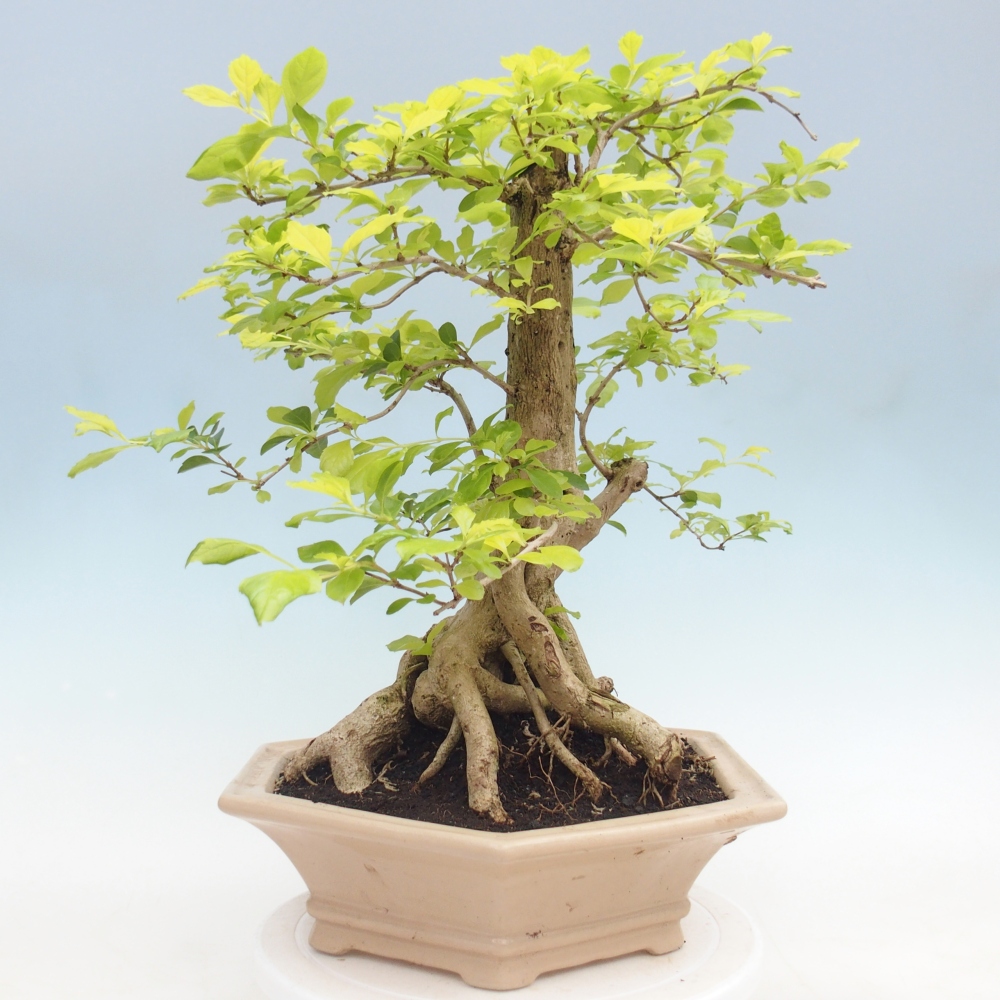 Room bonsai - Duranta erecta Aurea - PERSONAL COLLECTION ONLY or pallet transport