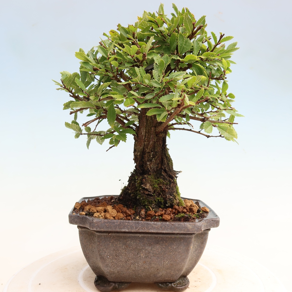 Outdoor bonsai - Zelkova - Zelkova NIRE