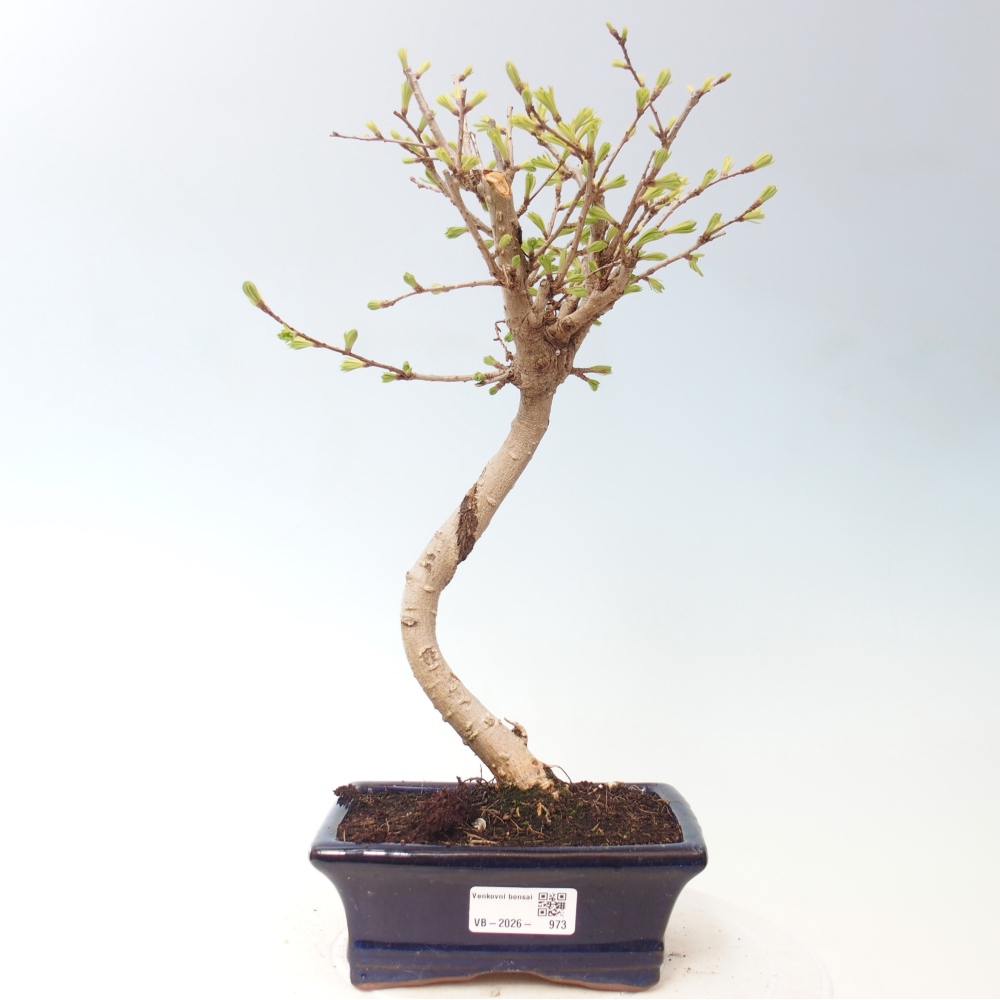 Outdoor bonsai -Pseudolarix amabis-Pseudolarix amabis