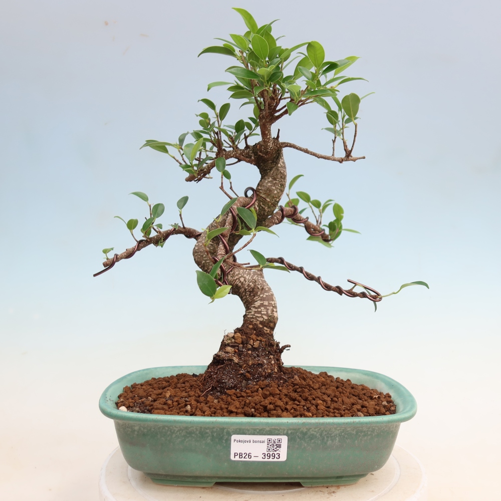 Room bonsai - Ficus kimmen - small-leaved ficus