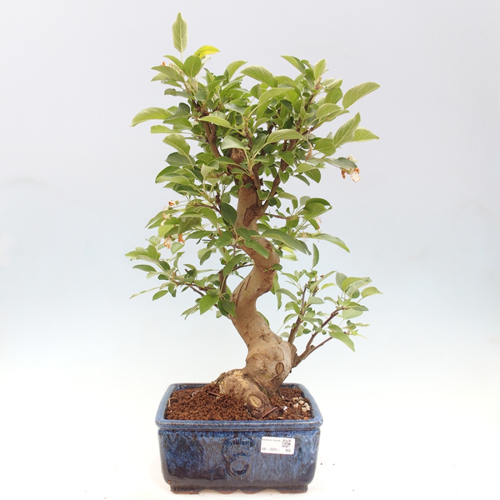 Outdoor bonsai - Malus halliana - Small-fruited apple tree
