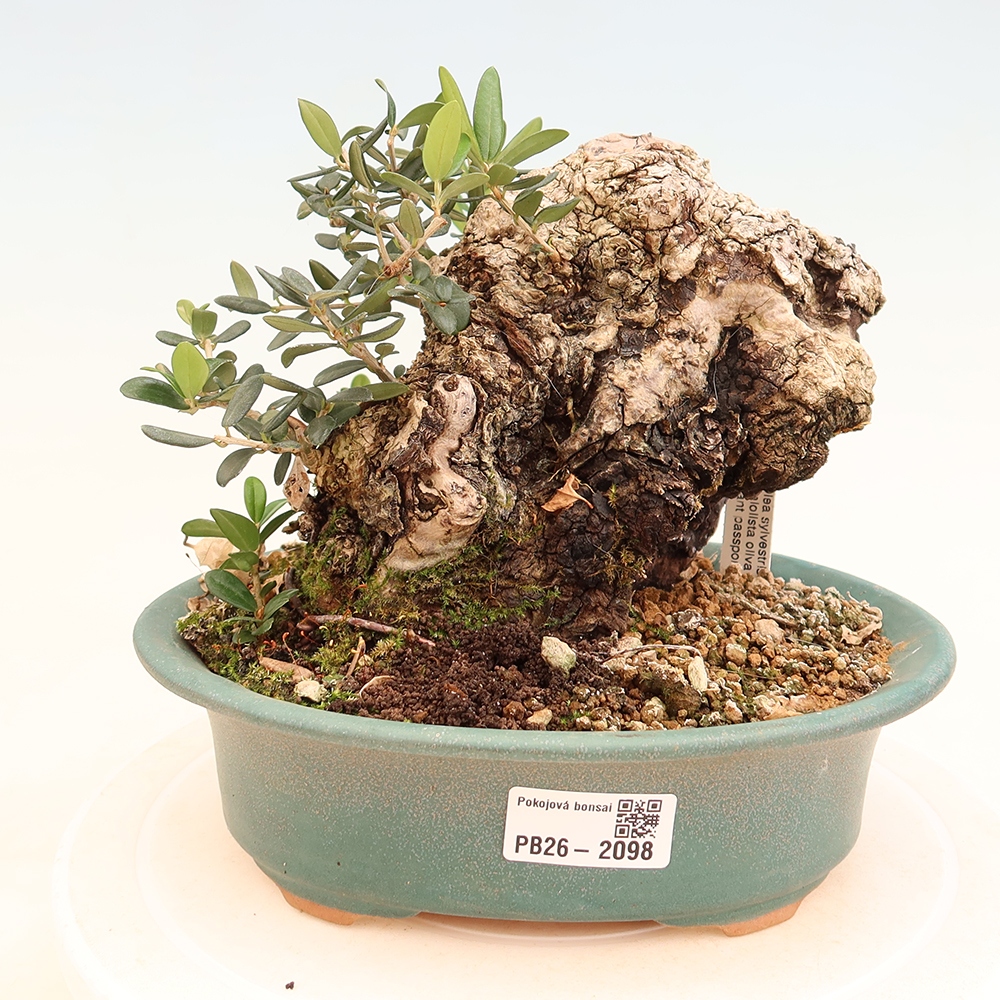 Indoor bonsai - Olea europaea sylvestris