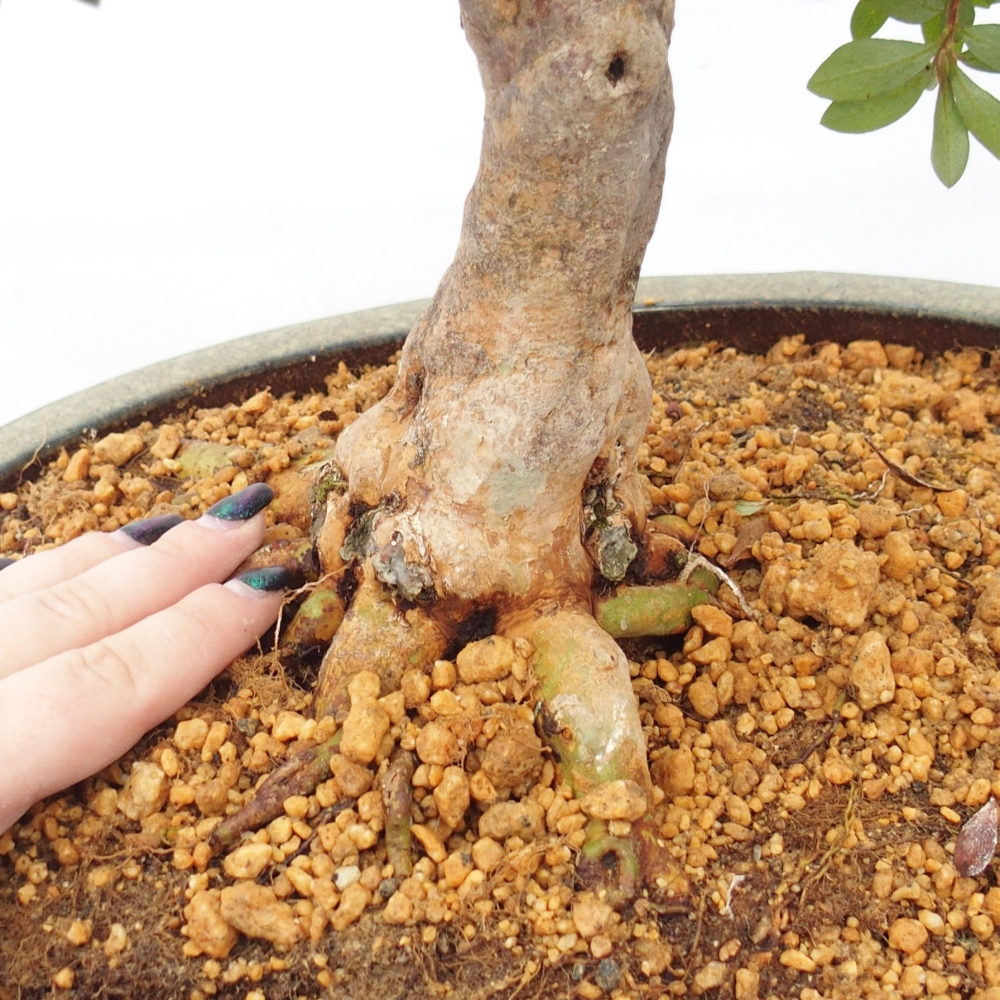 Outdoor bonsai - Japanese Azalea - Azalea Hanatsuzuri