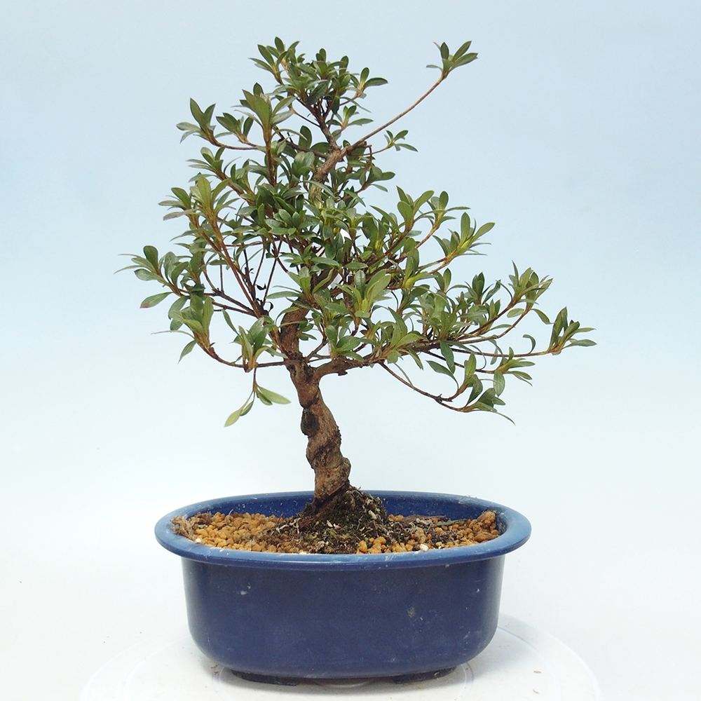 Outdoor bonsai - Japanese Azalea - Azalea Senhime