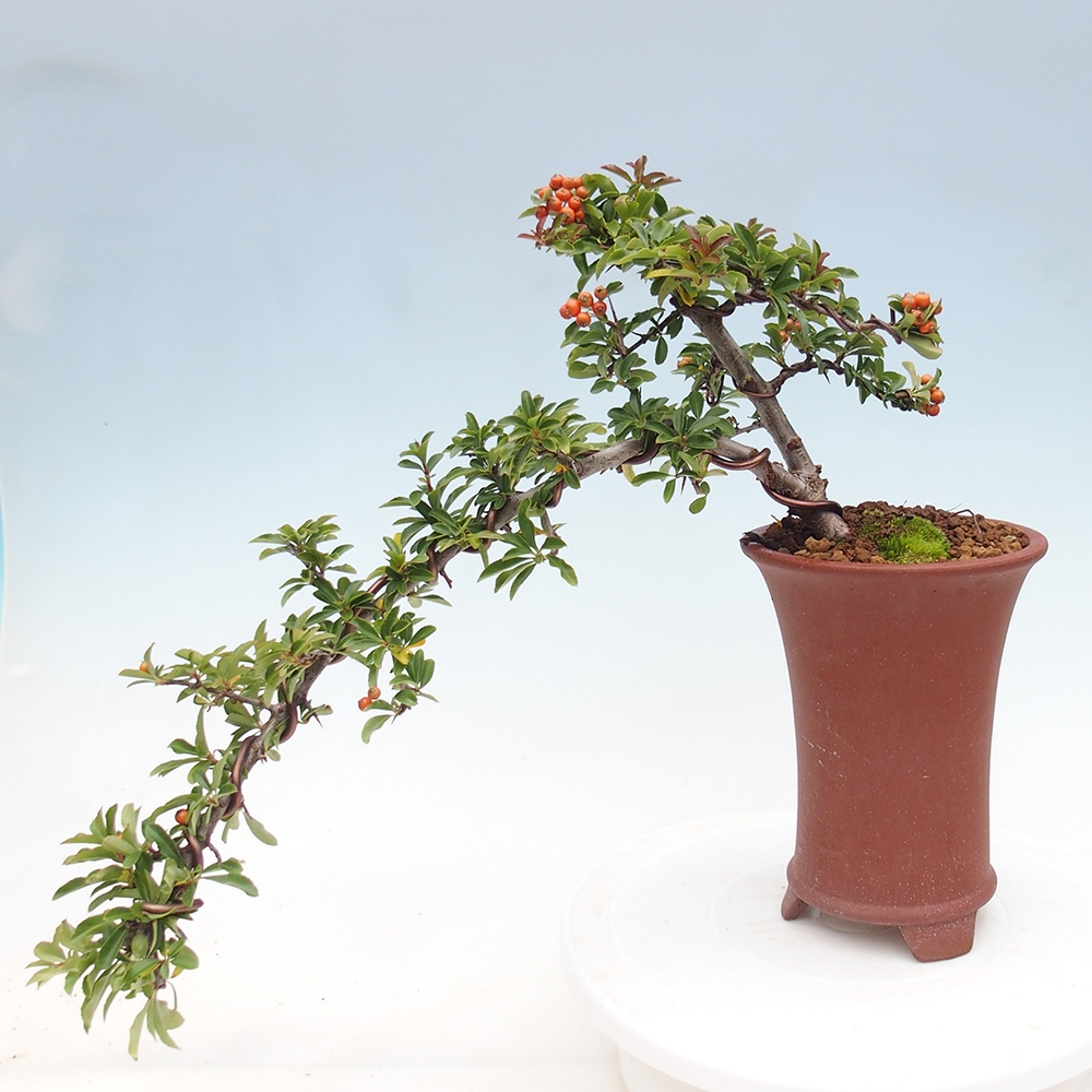 Outdoor bonsai-Pyracantha Teton -Hlox