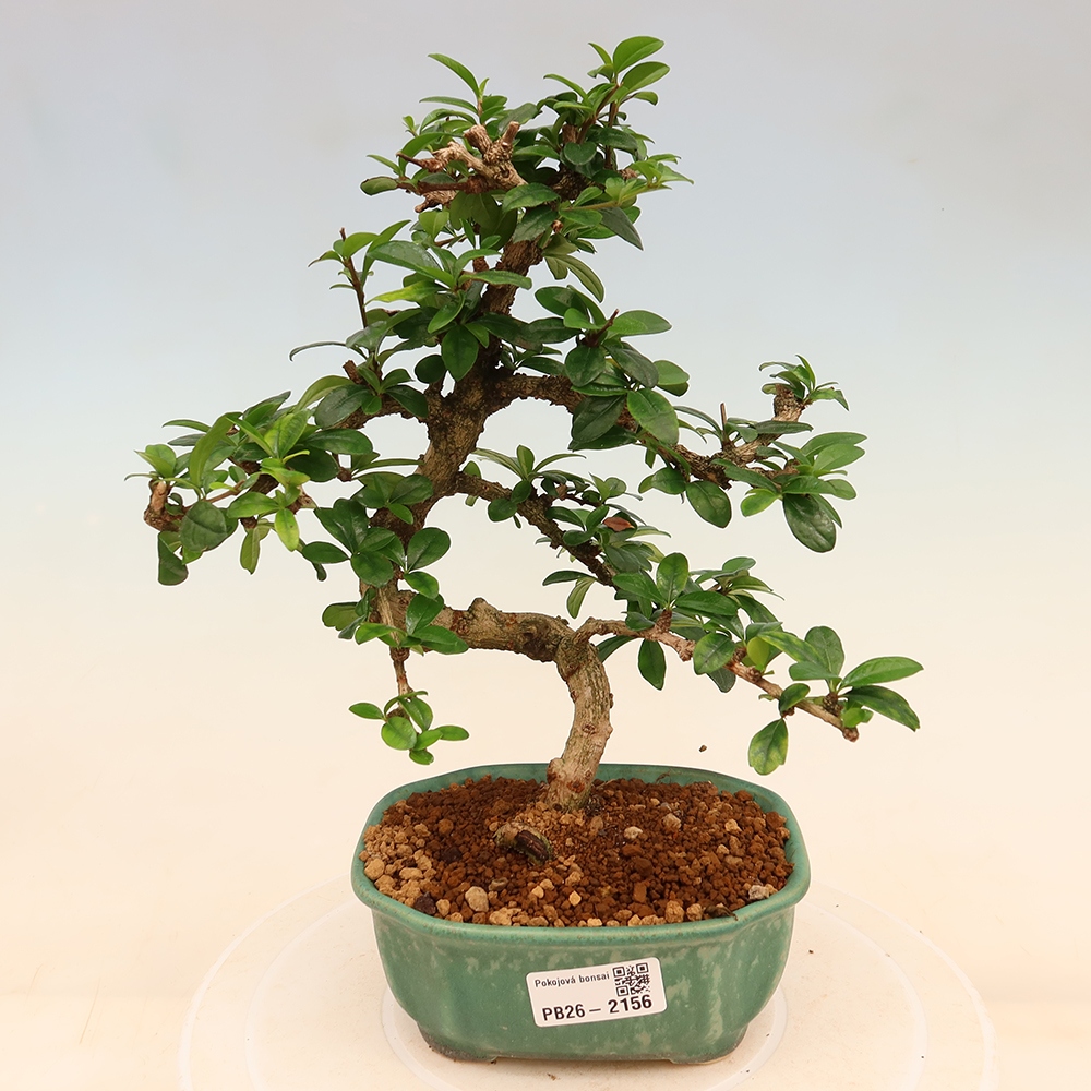 Room bonsai - Carmona macrophylla - Tea fuki