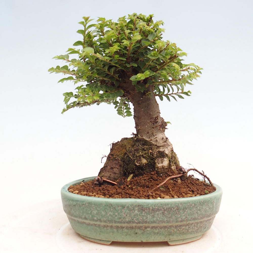Outdoor bonsai - Ulmus parvifolia Hokkaido - Chinese elm