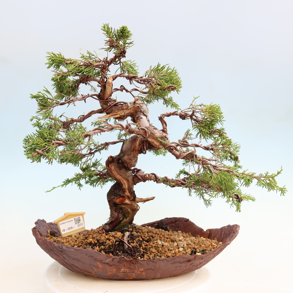 Outdoor Bonsai - Juniperus chinensis Itoigawa - Chinese Juniper