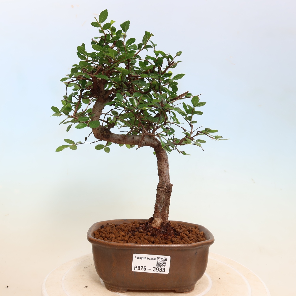 Room bonsai - Ulmus parvifolia - Small-leaved elm