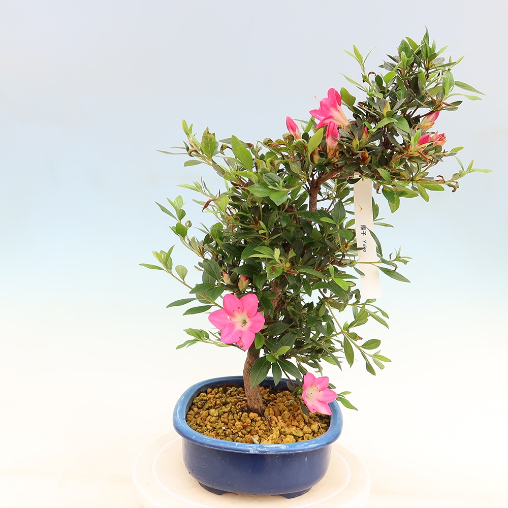 Outdoor bonsai - Japanese Azalea - Azalea Yoko