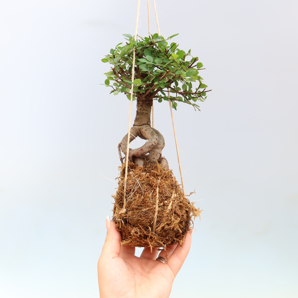 Kokedama in a Ceramic Pot - Ulmus parvifolia - Small-leaved Elm
