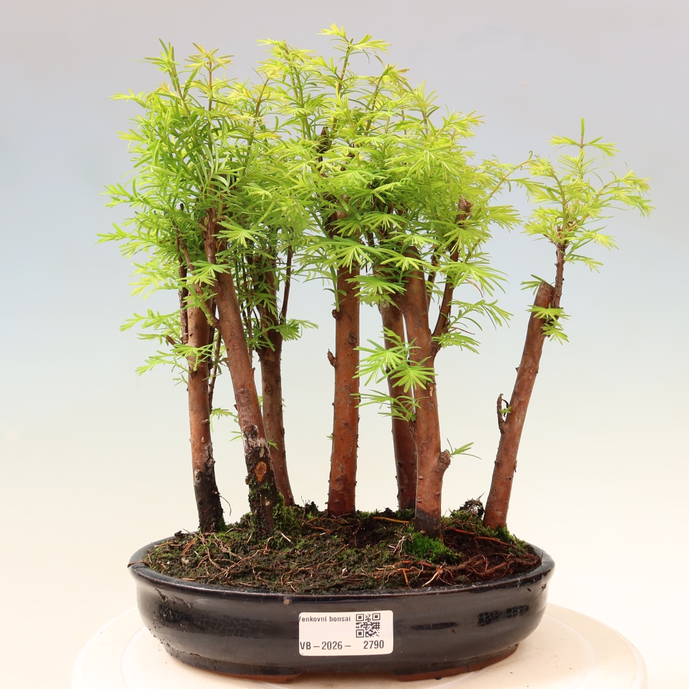 Outdoor Bonsai - Metasequoia glyptostroboides - Chinese Metasequoia - Grove