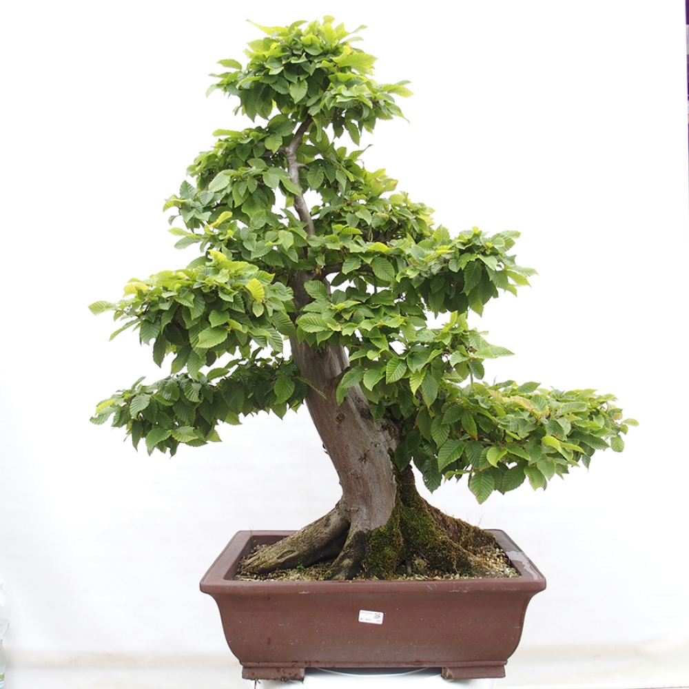 Outdoor bonsai - Hornbeam - Carpinus betulus